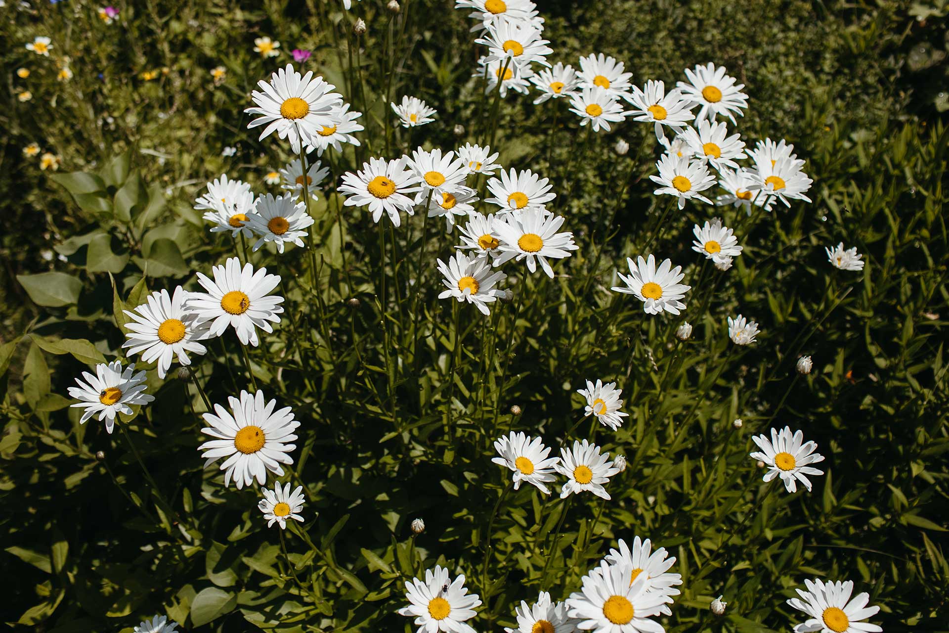 Hochzeitsreportage auf dem Land: Blühende Gänseblümchen auf der Wiese vor der Hochzeitslocation in Brandenburg. Foto: Laura-Sophie Jung.