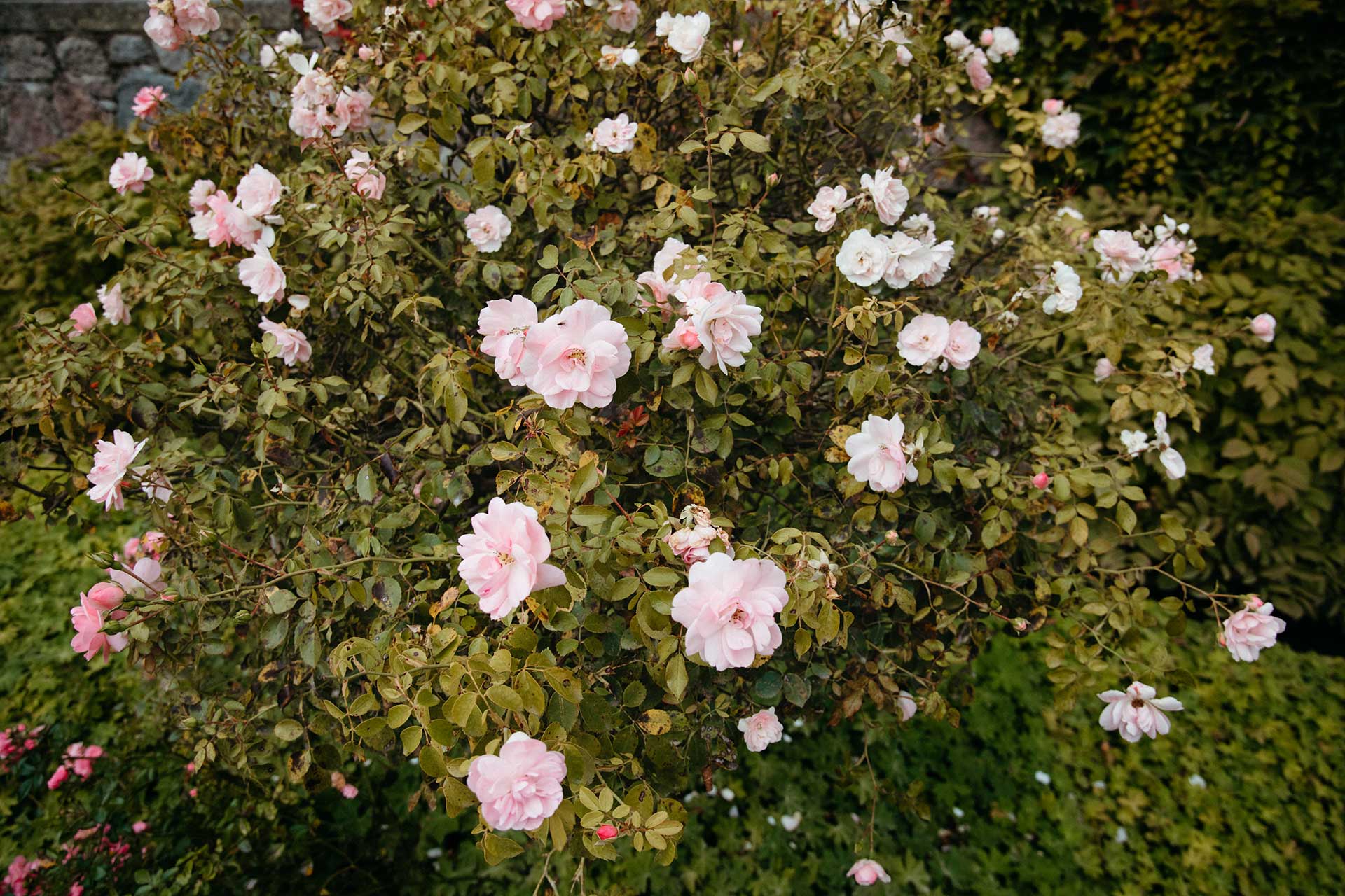 Schloss Liebenberg als Hochzeitslocation in Brandenburg – Wunderschöne Rosen im Garten